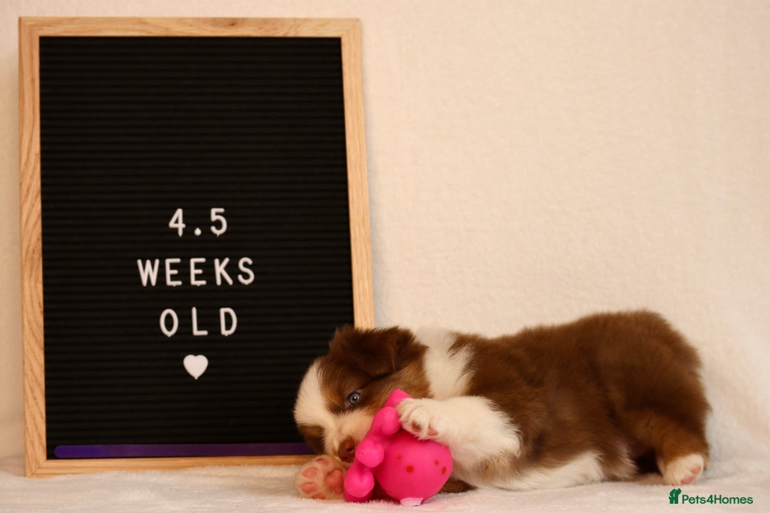 Australian Shepherd dogs for sale: KC Australian Shepherd Puppies  - Image 10