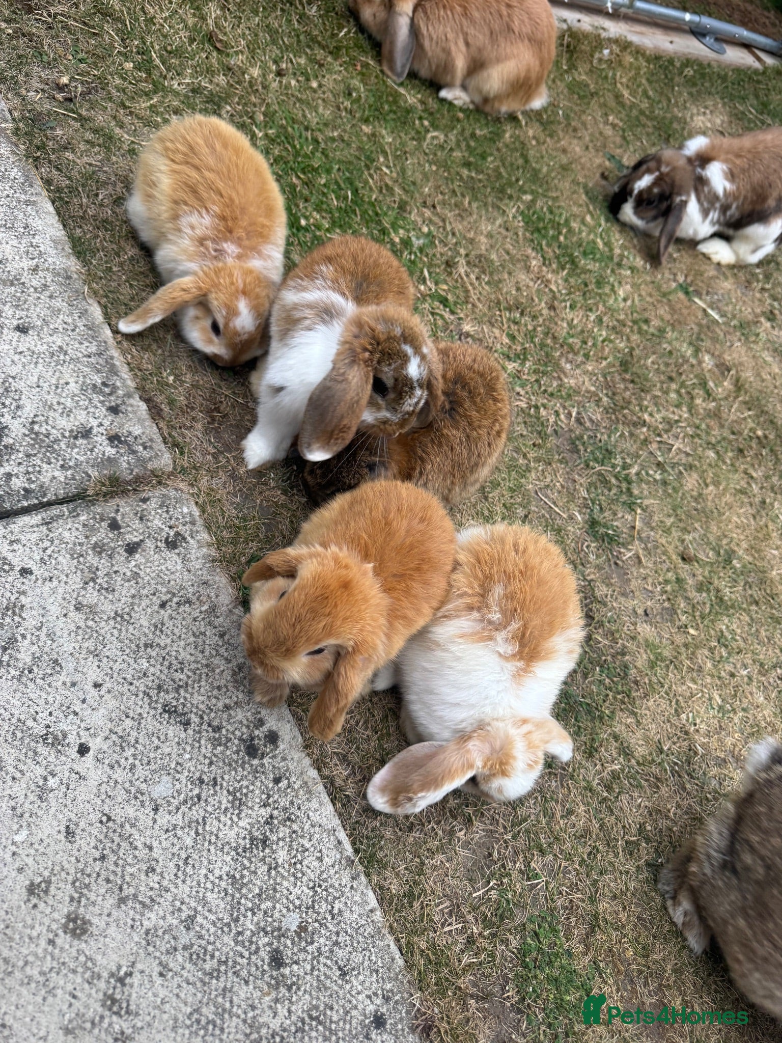 Mini Lop rabbits Mixed Mini Lop Rabbits - Advert 1