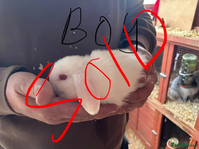 Mini Lop rabbits for sale: All sold - Advert 1