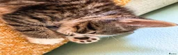 Mixed Breed cats for sale: Bengal/Maine Coon mix • stunning & affectionate  - Advert 9