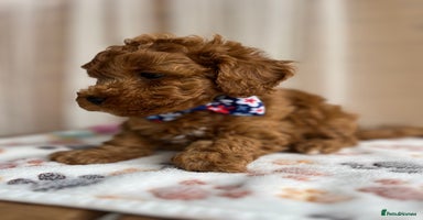 Toy Poodle dogs - Advert 16