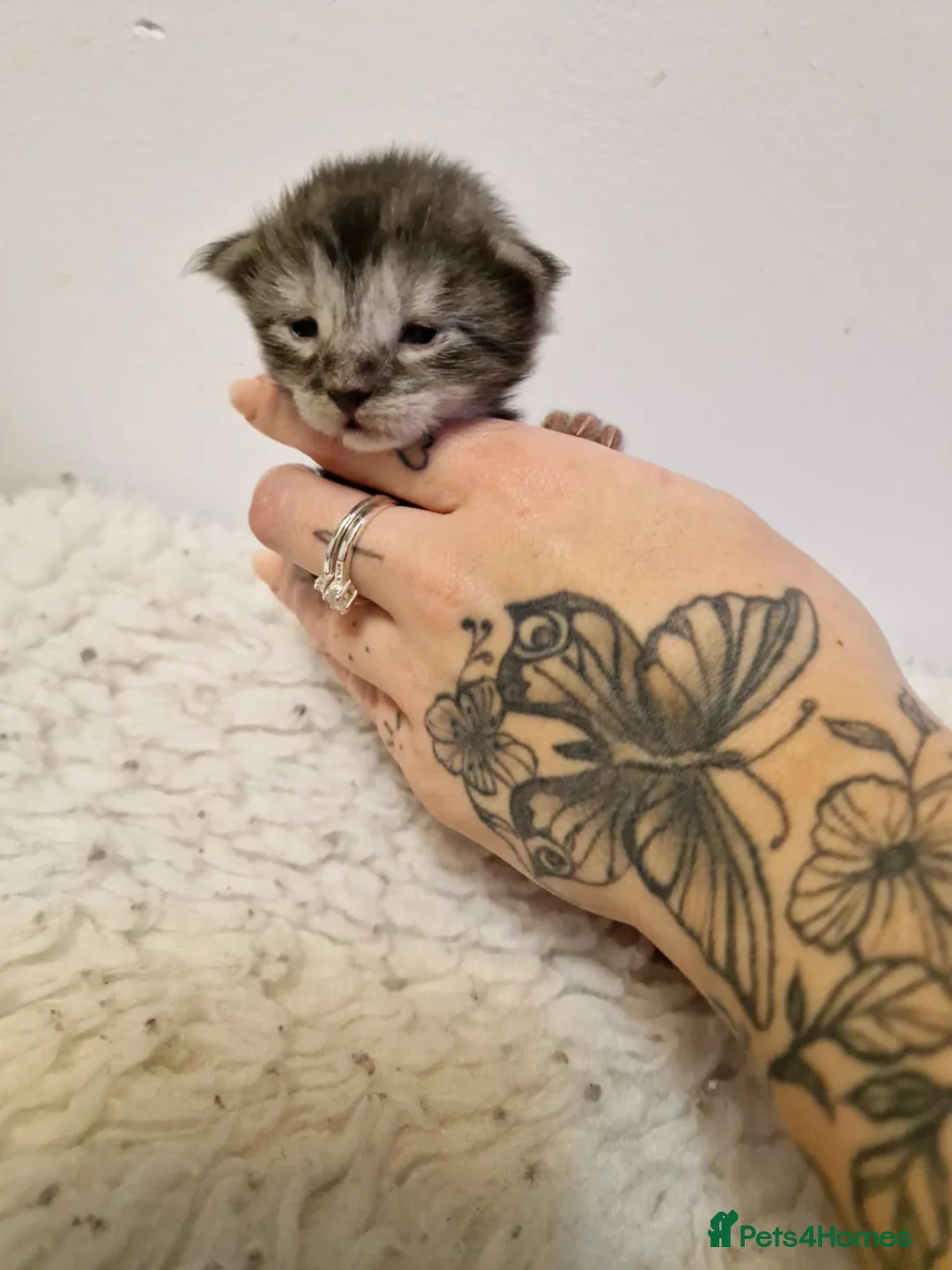 Maine Coon cats for sale: 6 stunning Maine coon kittens  - Advert 10