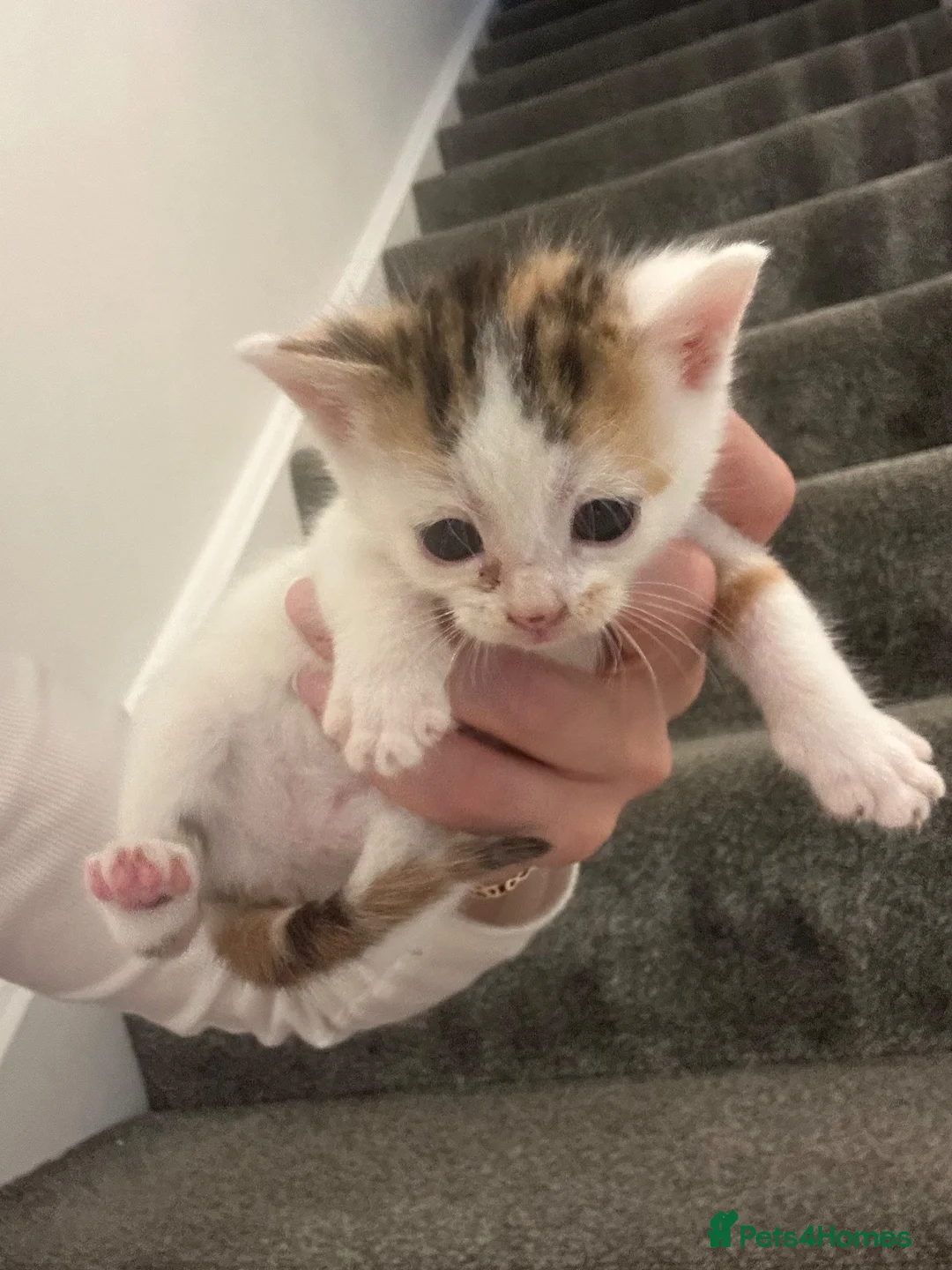 Mixed Breed cats for sale: Beautiful kittens for sale  - Advert 2