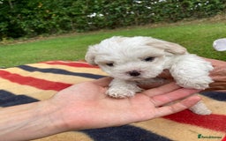 Mixed Breed dogs for sale: Bolonoodle Puppies  - Image 10
