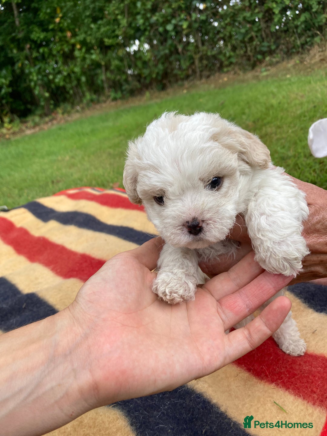 Mixed Breed dogs for sale: Bolonoodle Puppies  - Image 10