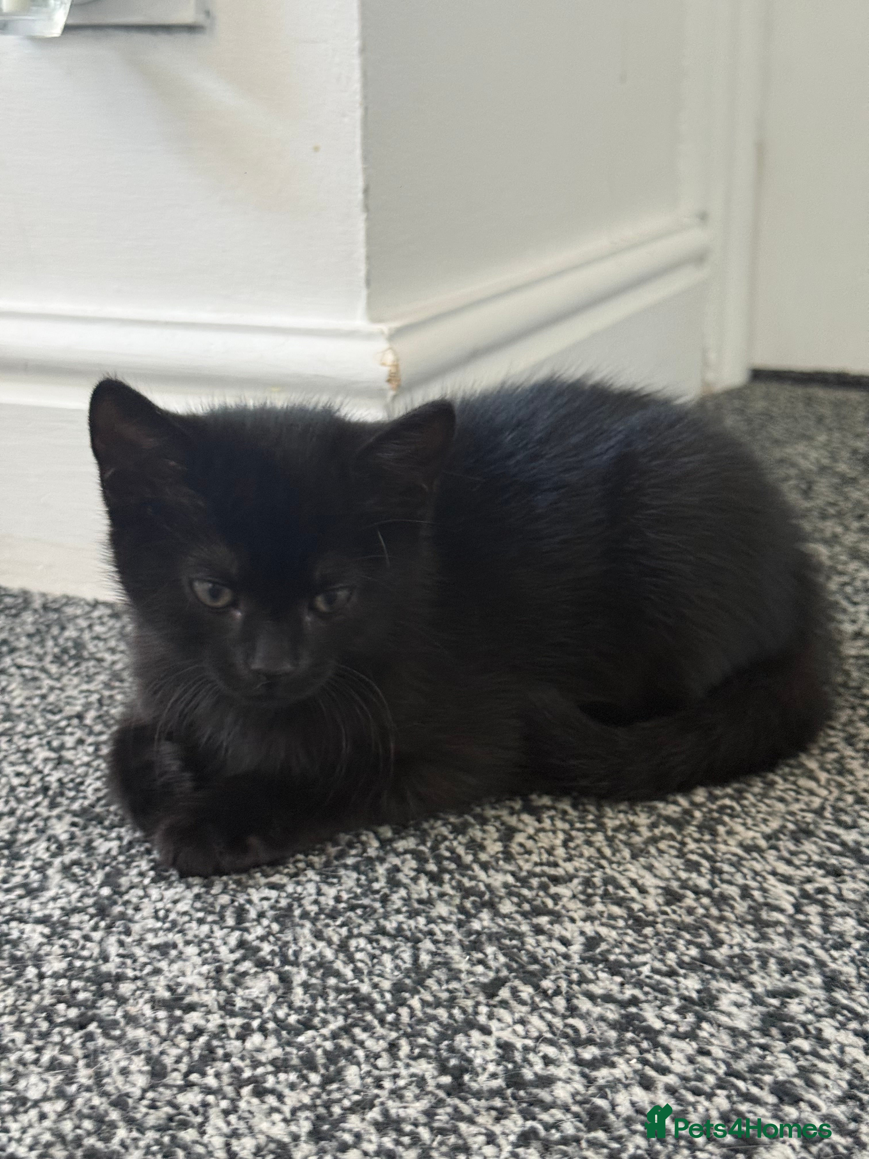 Mixed Breed cats Lovely Kittens for Sale - Advert 2