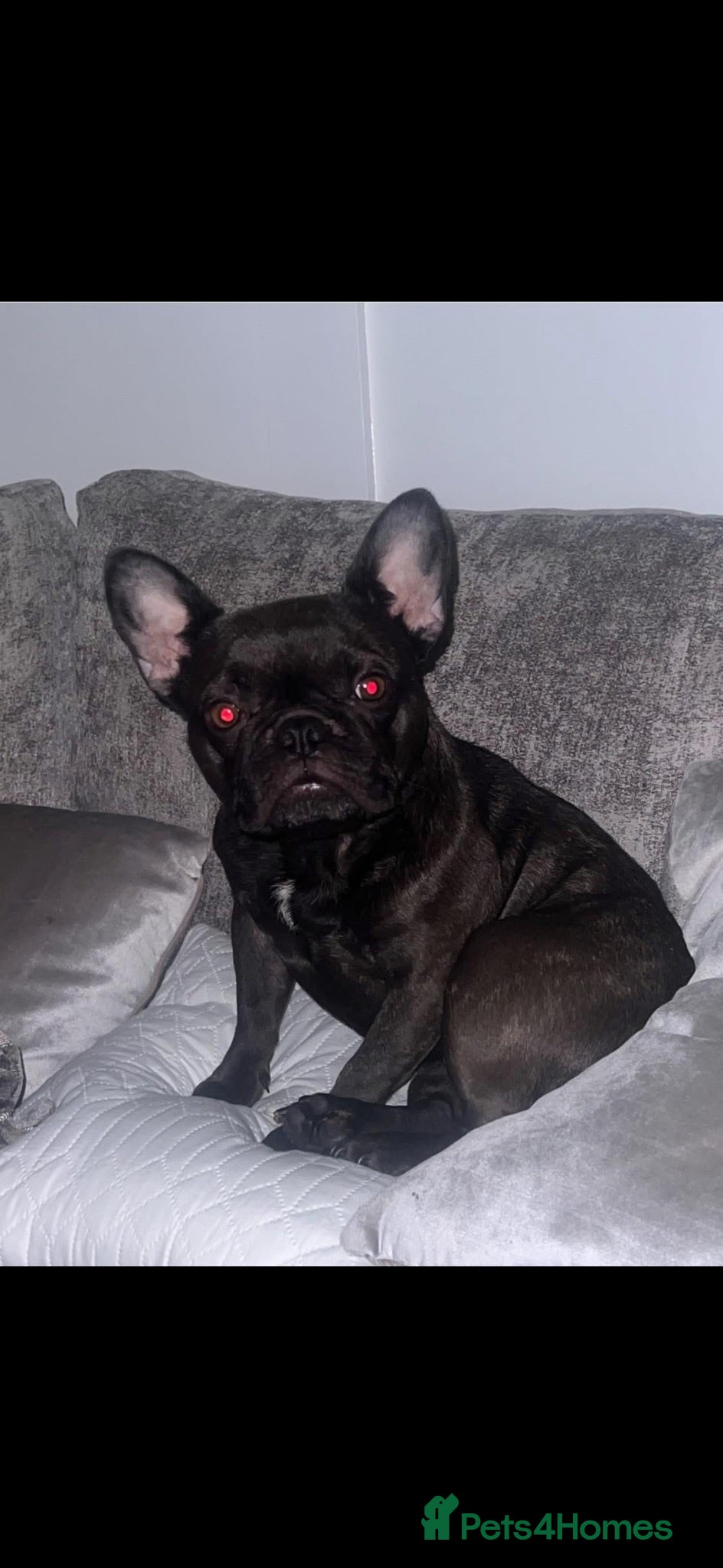 Frug dogs Frugs for sale  - Advert 10