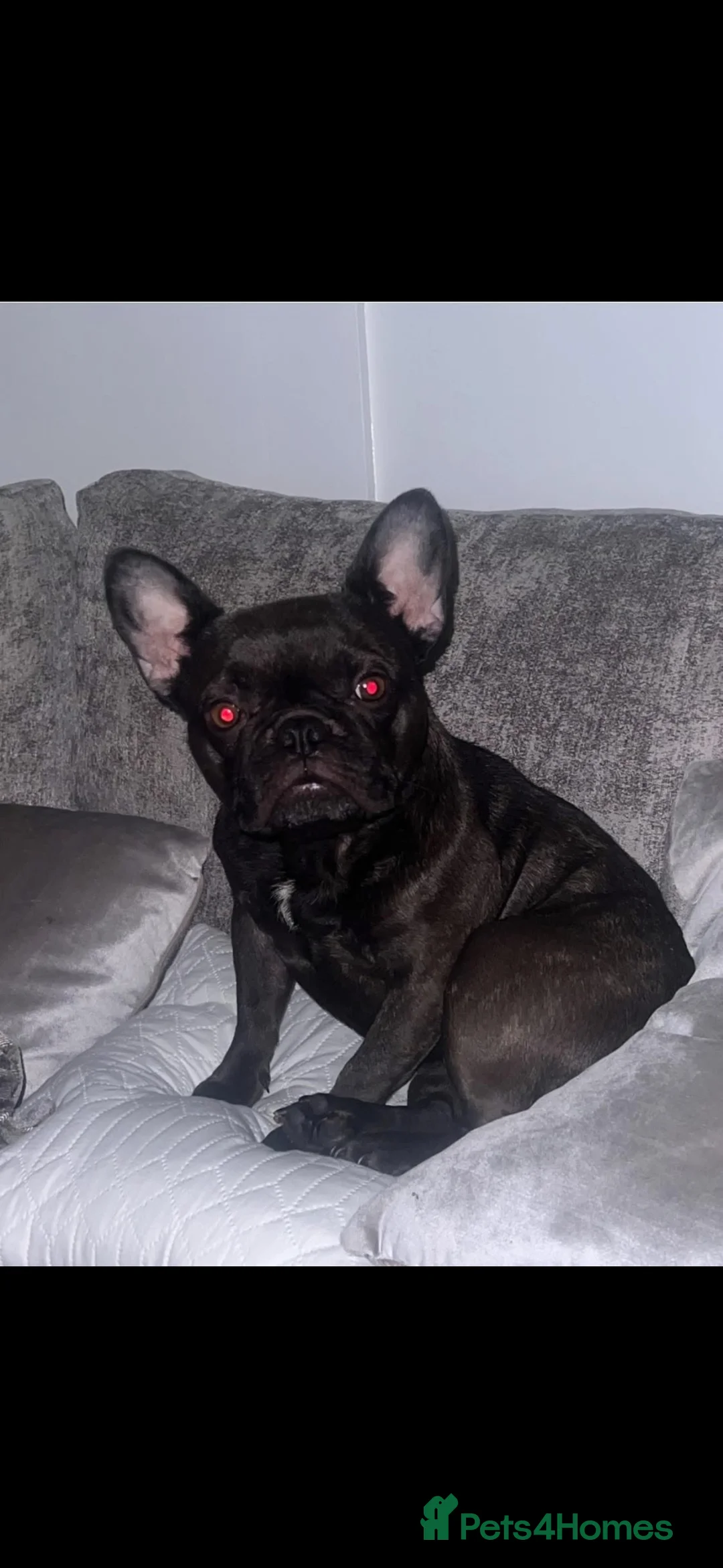 Frug dogs for sale: Frugs for sale  - Advert 1