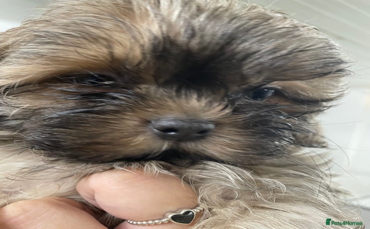 Shih Tzu dogs - Advert 7