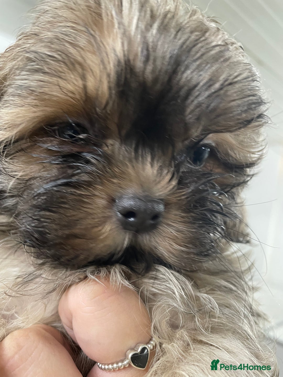 Shih Tzu dogs for sale: Beautiful Blues -Shihtzus - Image 2
