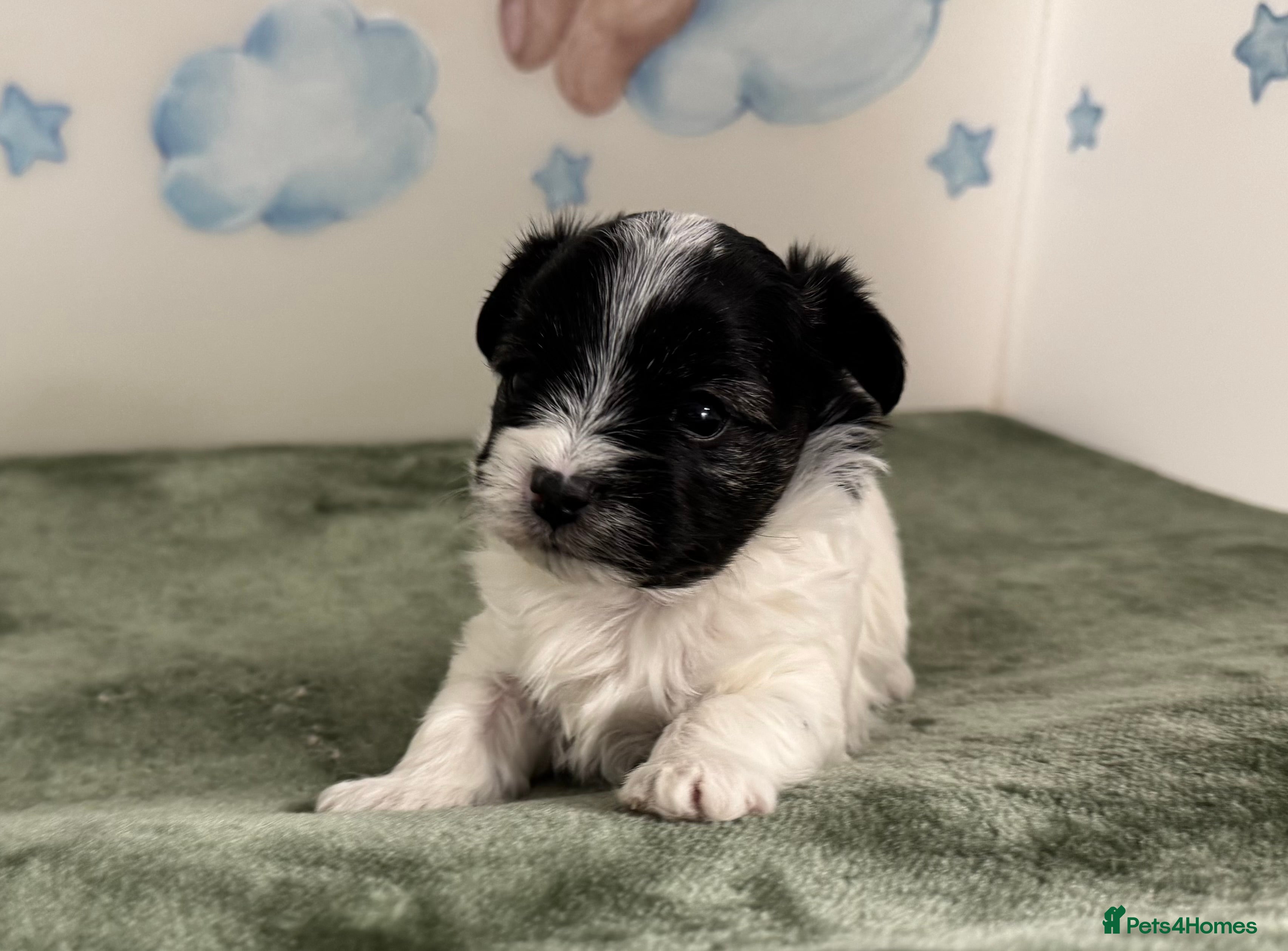 Mixed Breed dogs Tiny Terrier mix puppies  - Advert 6