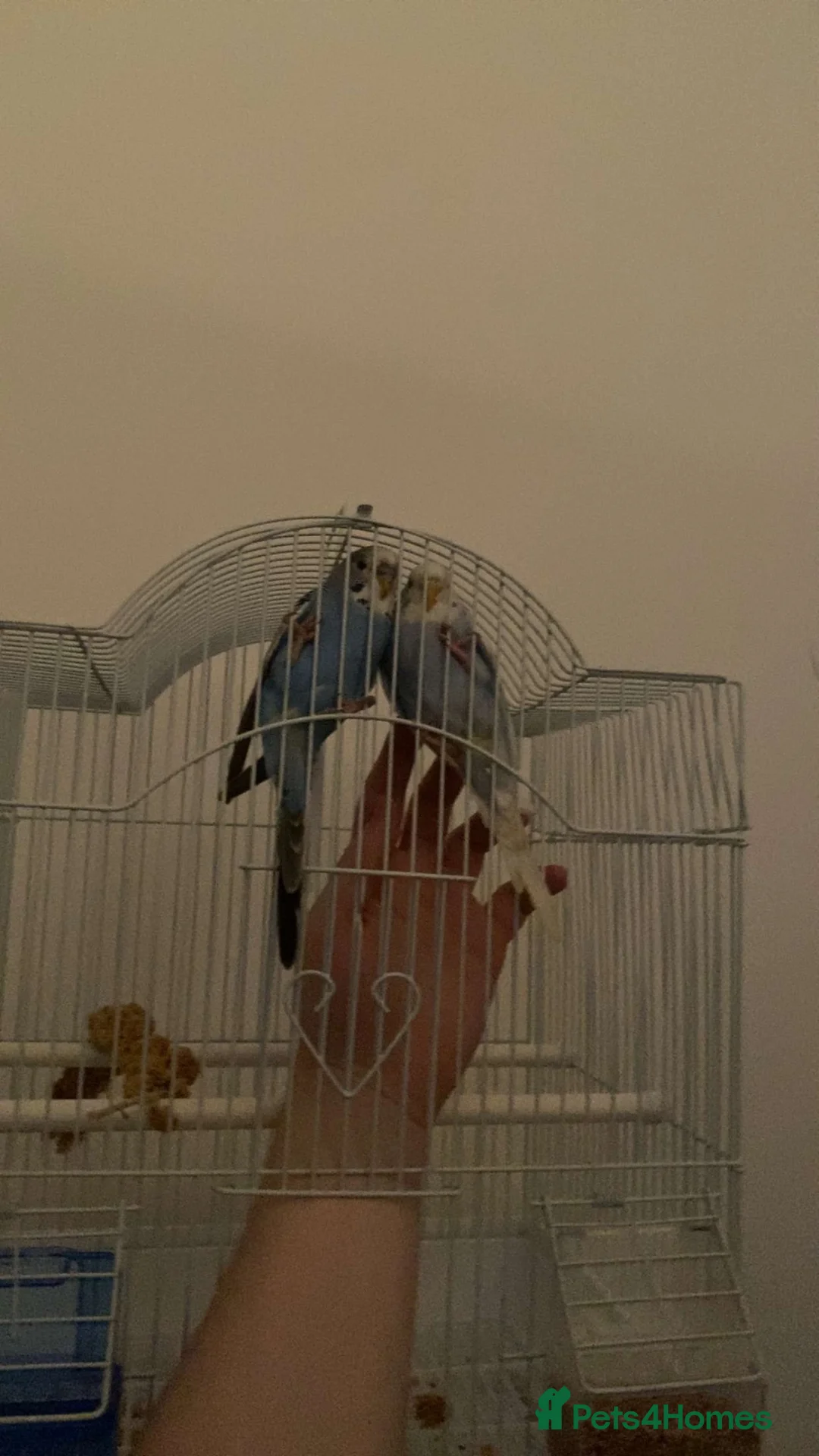 Budgerigars birds for sale: budgies male and female 2 month old and bird cage - Advert 5