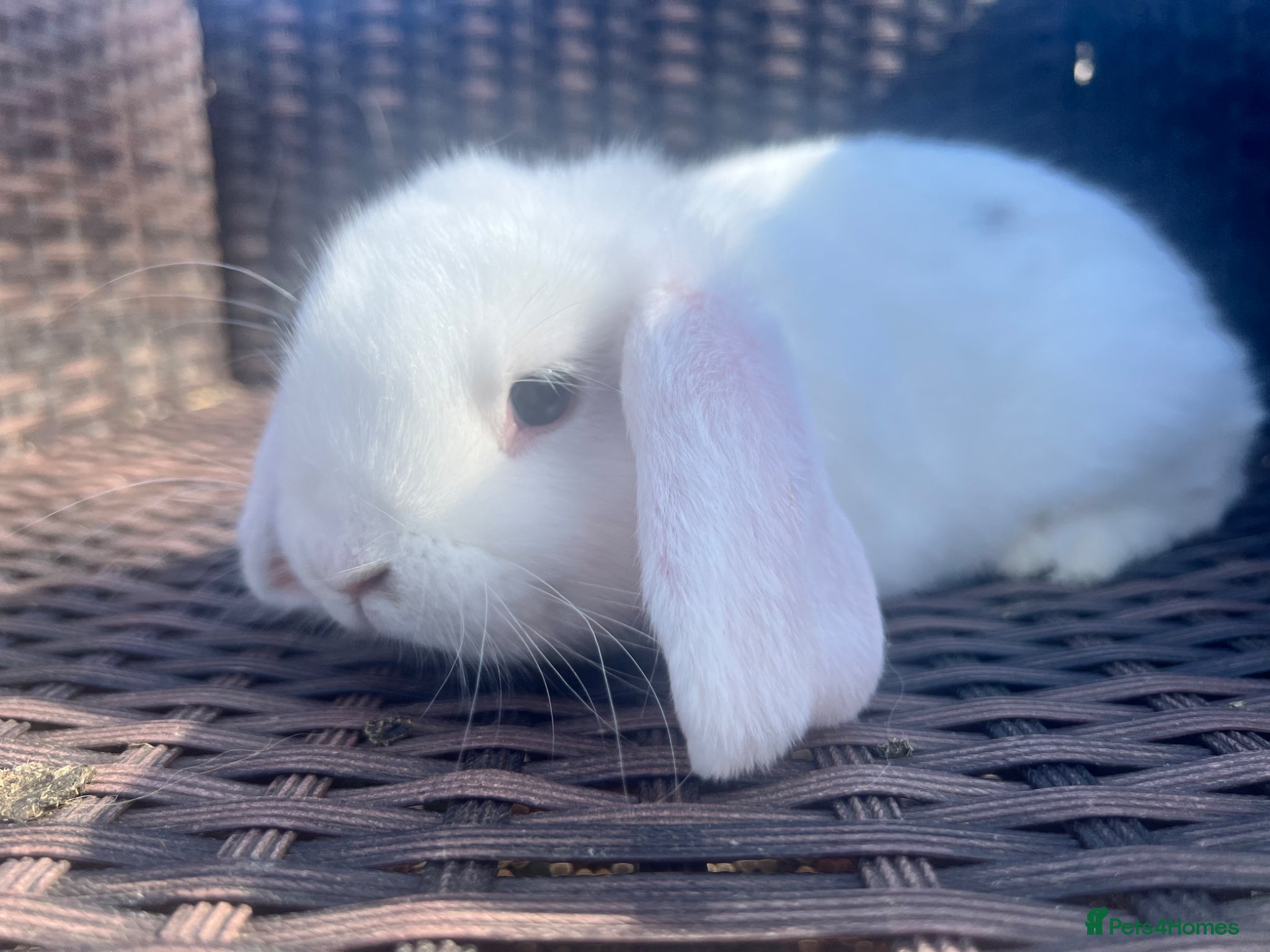 Mini Lop rabbits Beautiful Baby Mini Lops - Advert 1