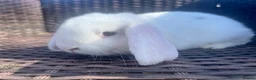Mini Lop rabbits for sale: Beautiful Baby Mini Lops - Advert 3
