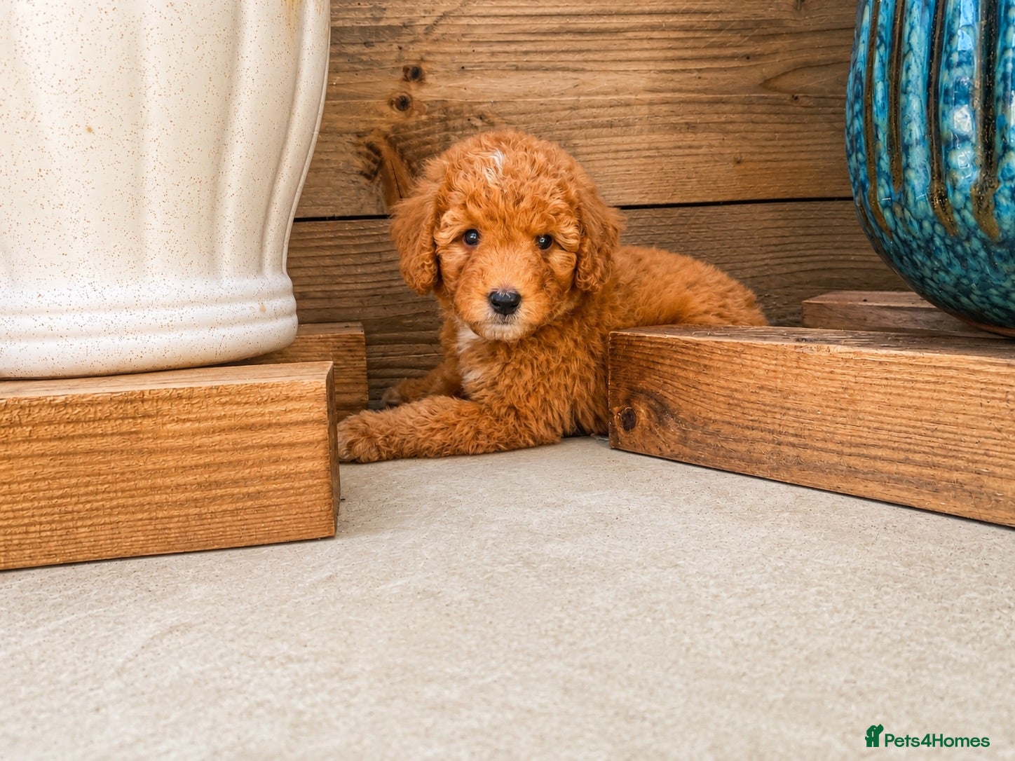 Mixed Breed dogs Ready now Aussie Bernedoodles - Advert 1