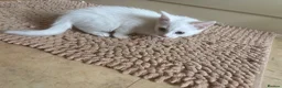 Mixed Breed cats for sale: 4 kittens ready now - Advert 6