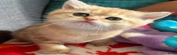 British Shorthair cats for sale: Adorable lilac golden Kittens Seeking Homes 🌟 - Advert 16