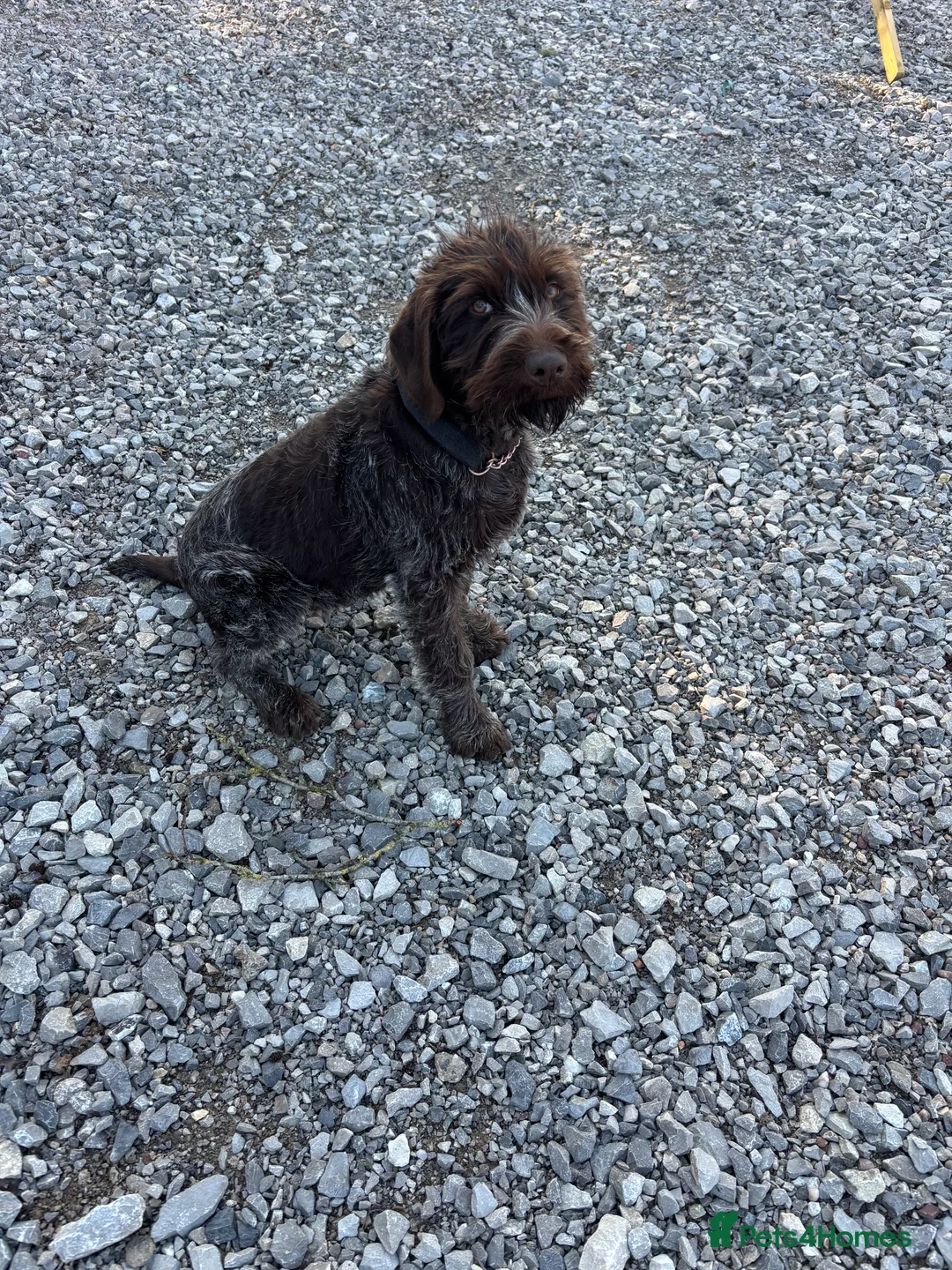 German Wirehaired Pointer dogs for sale: German wire hair pointer - Advert 8