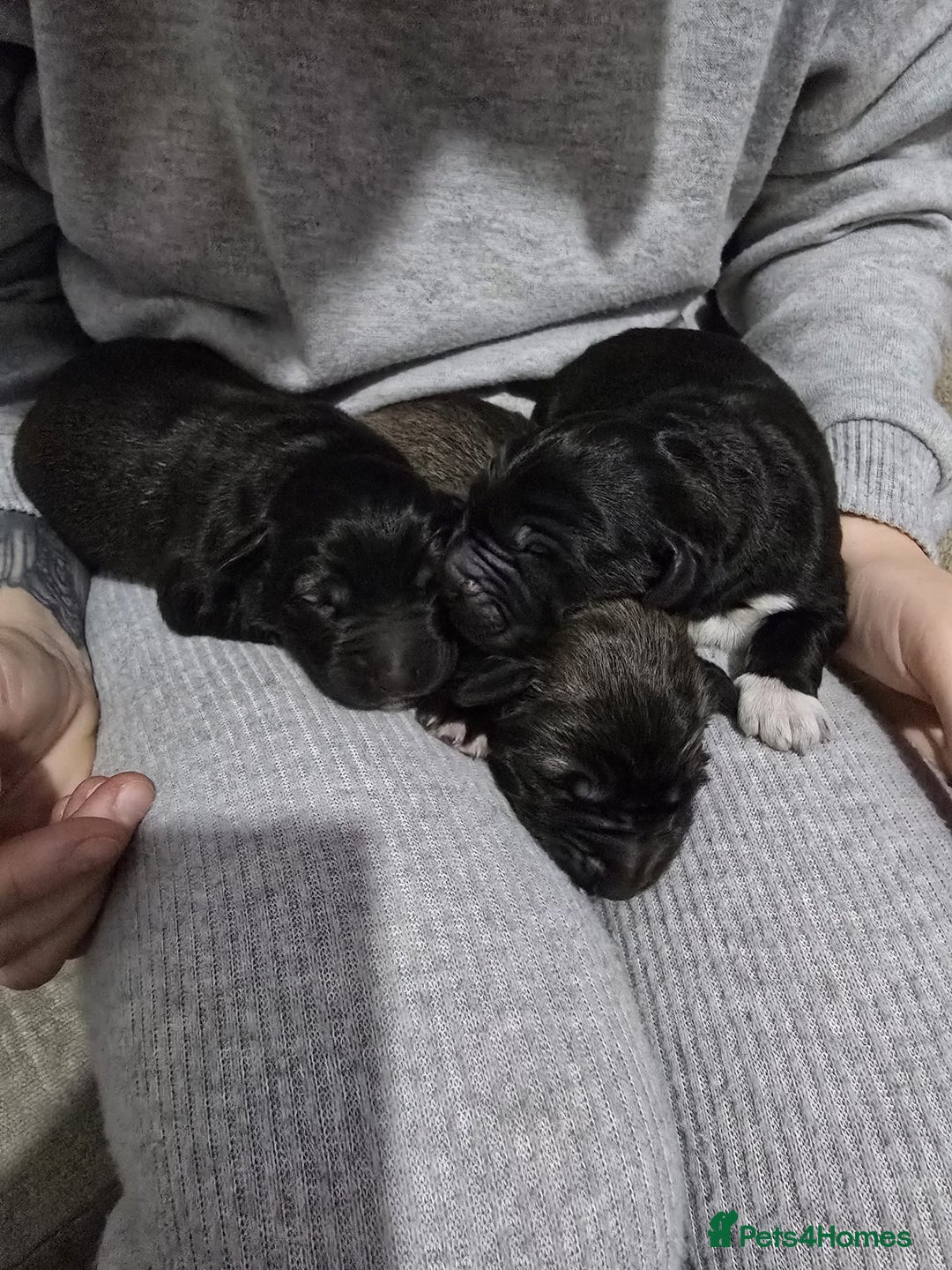 Caucasian Shepherd Dog dogs for sale: Caucasian shepherds 1 female and 1 male left - Advert 6