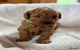 Miniature Poodle dogs for sale: Stunning KC Registered Tiny Red Miniature Poodles - Image 5