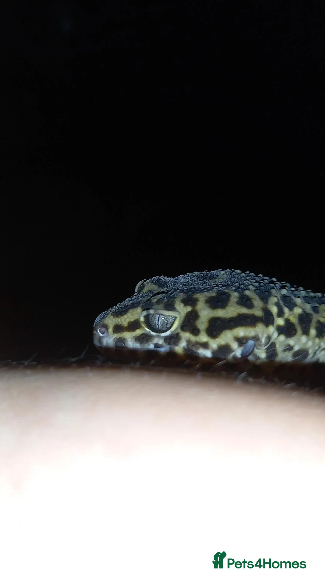 Leopard Gecko reptiles for sale: Male lepored gecko  - Advert 2