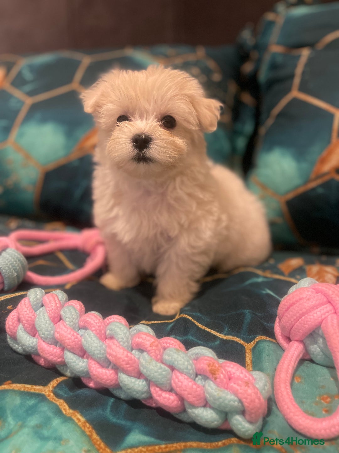 Maltese dogs for sale:  ✨ Special – Korean Maltese Puppies 🐾 - Advert 14