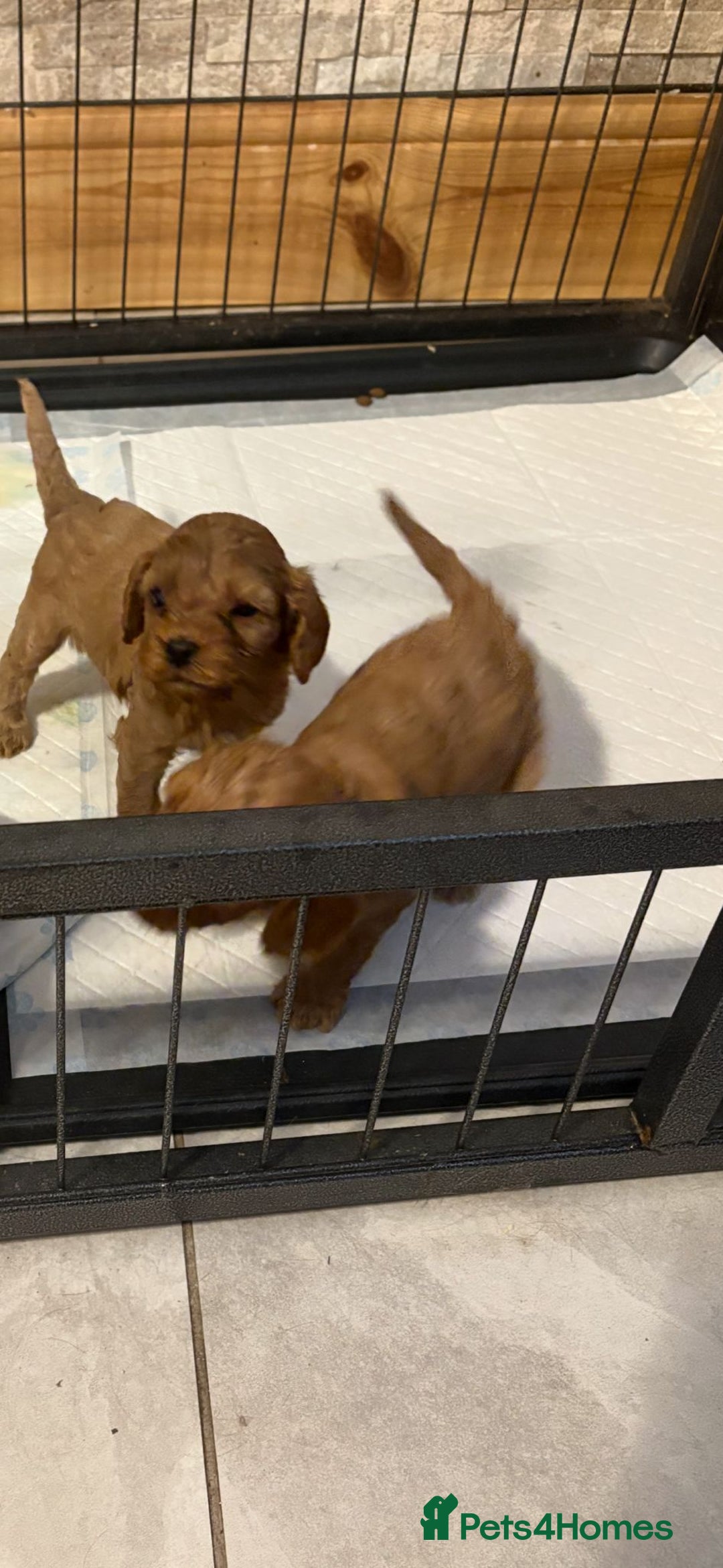 Cavapoo dogs for sale: Stunning F1 cavapoos  - Image 6