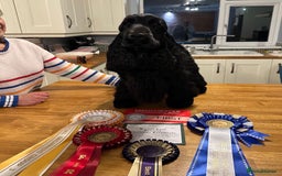 Cocker Spaniel dogs for sale: Show quality pups available  - Image 6