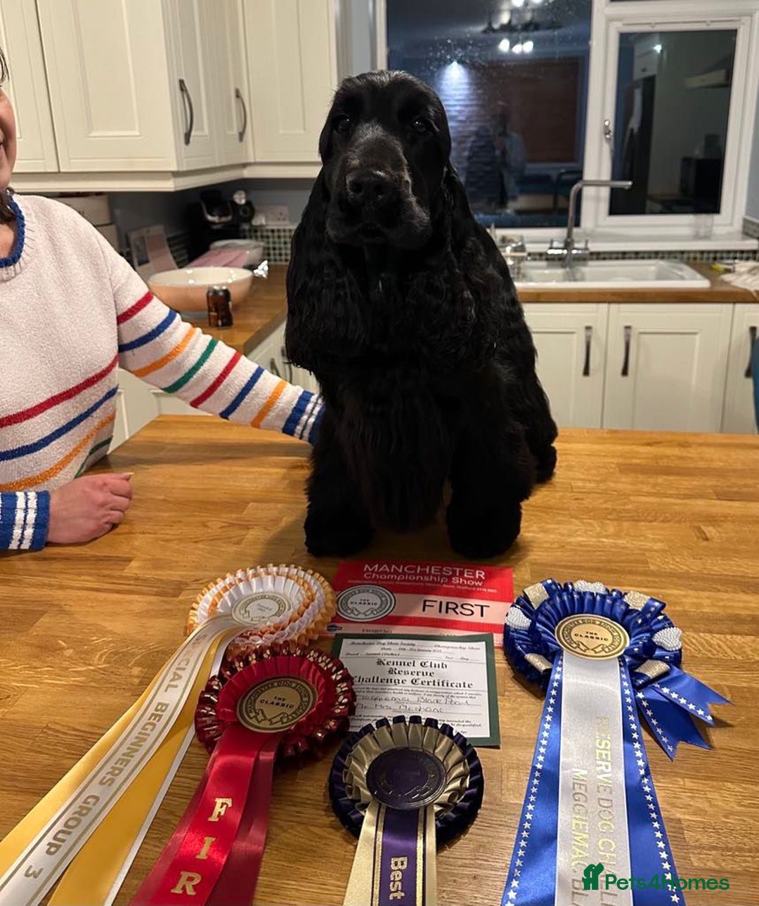 Cocker Spaniel dogs for sale: Show quality pups available  - Image 6