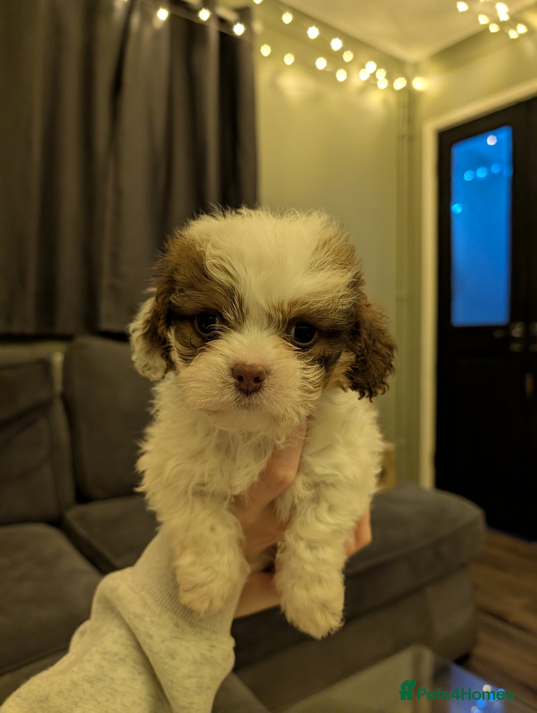 Mixed Breed dogs for sale: Beautiful cross Shih Tzu puppies  - Advert 9