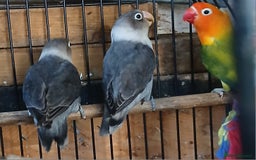 Lovebirds birds for sale: Lovebirds fischers x4 fischers lovebirds  - Image 11