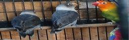 Lovebirds birds for sale: Lovebirds fischers x4 fischers lovebirds  - Advert 11