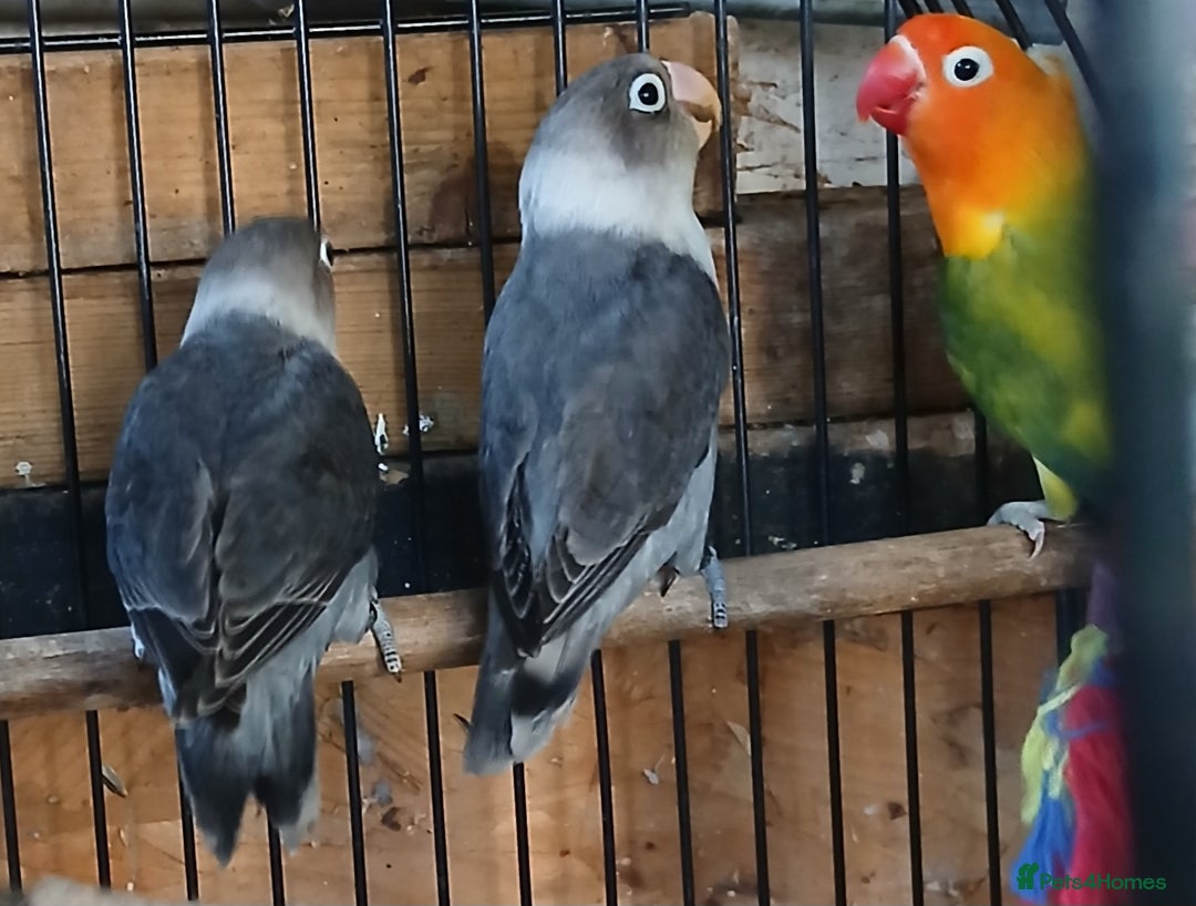 Lovebirds birds for sale: Lovebirds fischers x4 fischers lovebirds  - Image 11