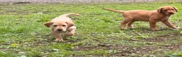 Labrador Retriever dogs for sale: Labrador puppies  - Advert 9