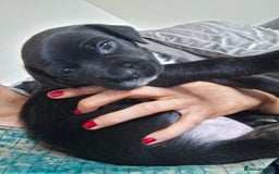 Mixed Breed dogs for sale: 2 boy 2 girls springer mixed with staff puppys - Image 5