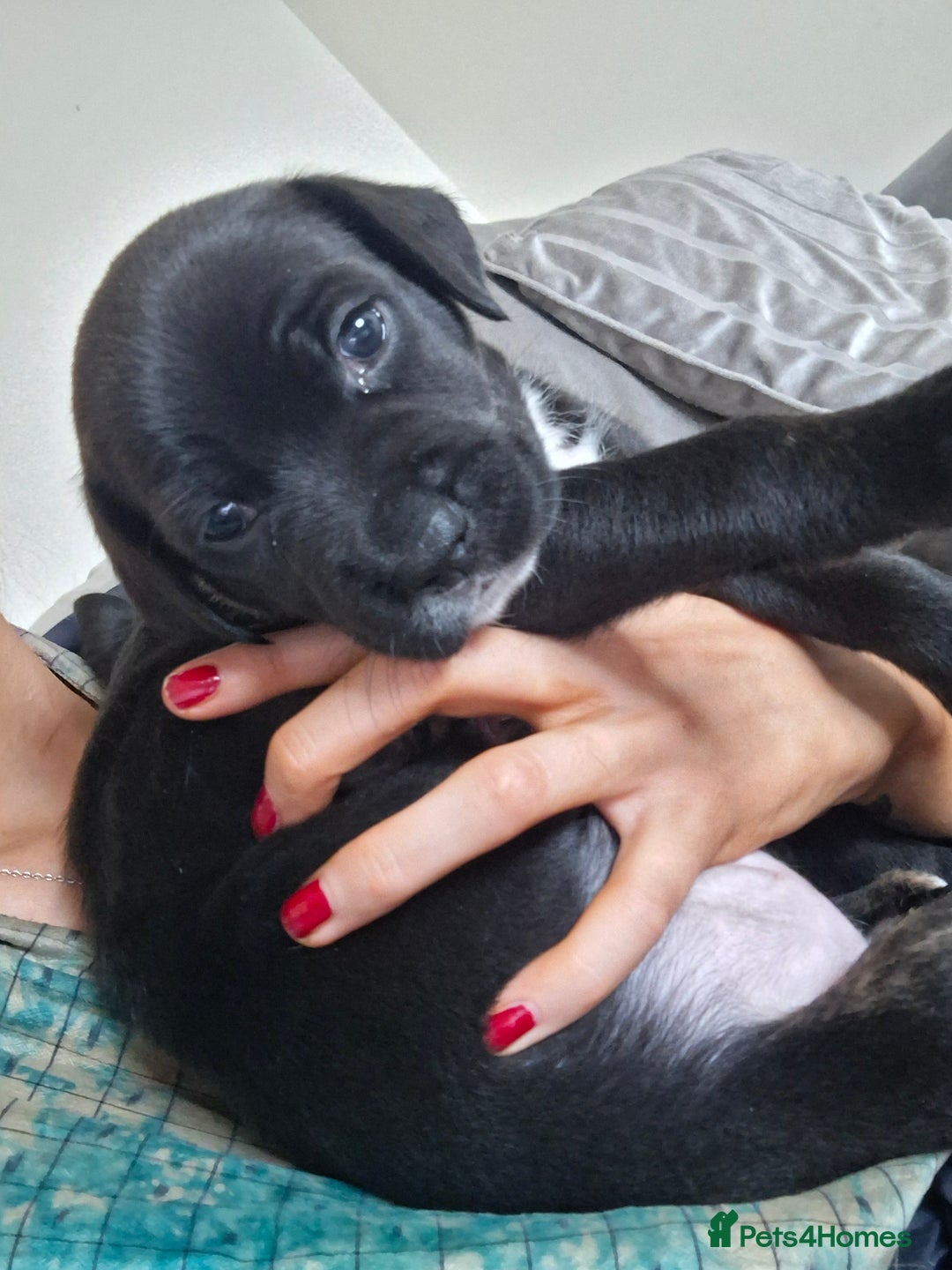 Mixed Breed dogs for sale: 2 boy 2 girls springer mixed with staff puppys - Image 5