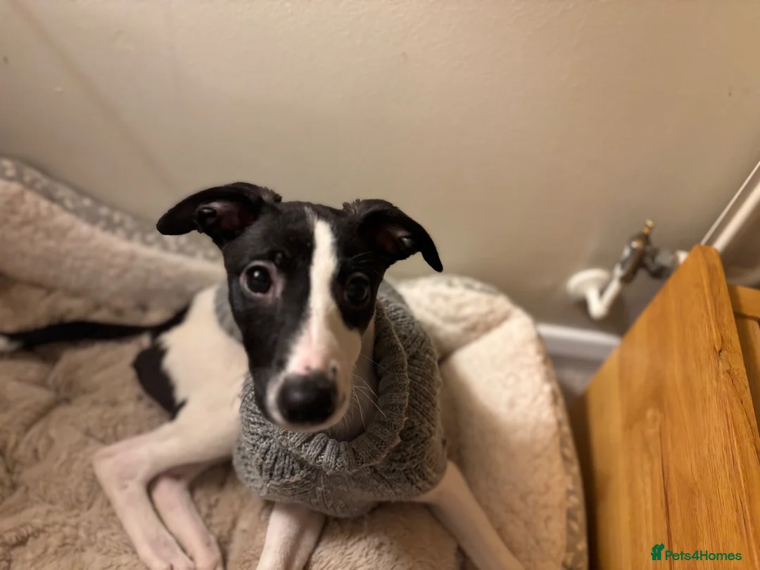 Whippet dogs for sale: Lovely whippet girl for sale.  - Advert 8