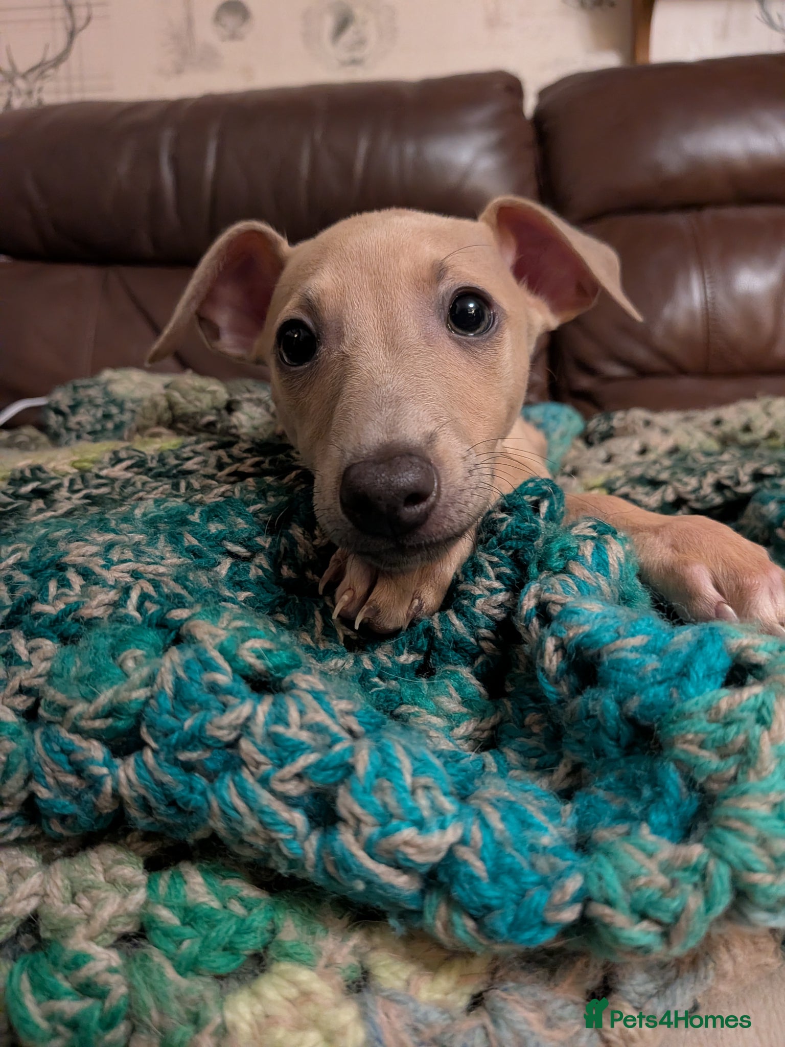 Italian Greyhound dogs **READY NOW** BEAUTIFUL IGGY'S  - Advert 3