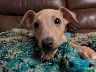 Italian Greyhound dogs **READY NOW** BEAUTIFUL IGGY'S - Advert 3