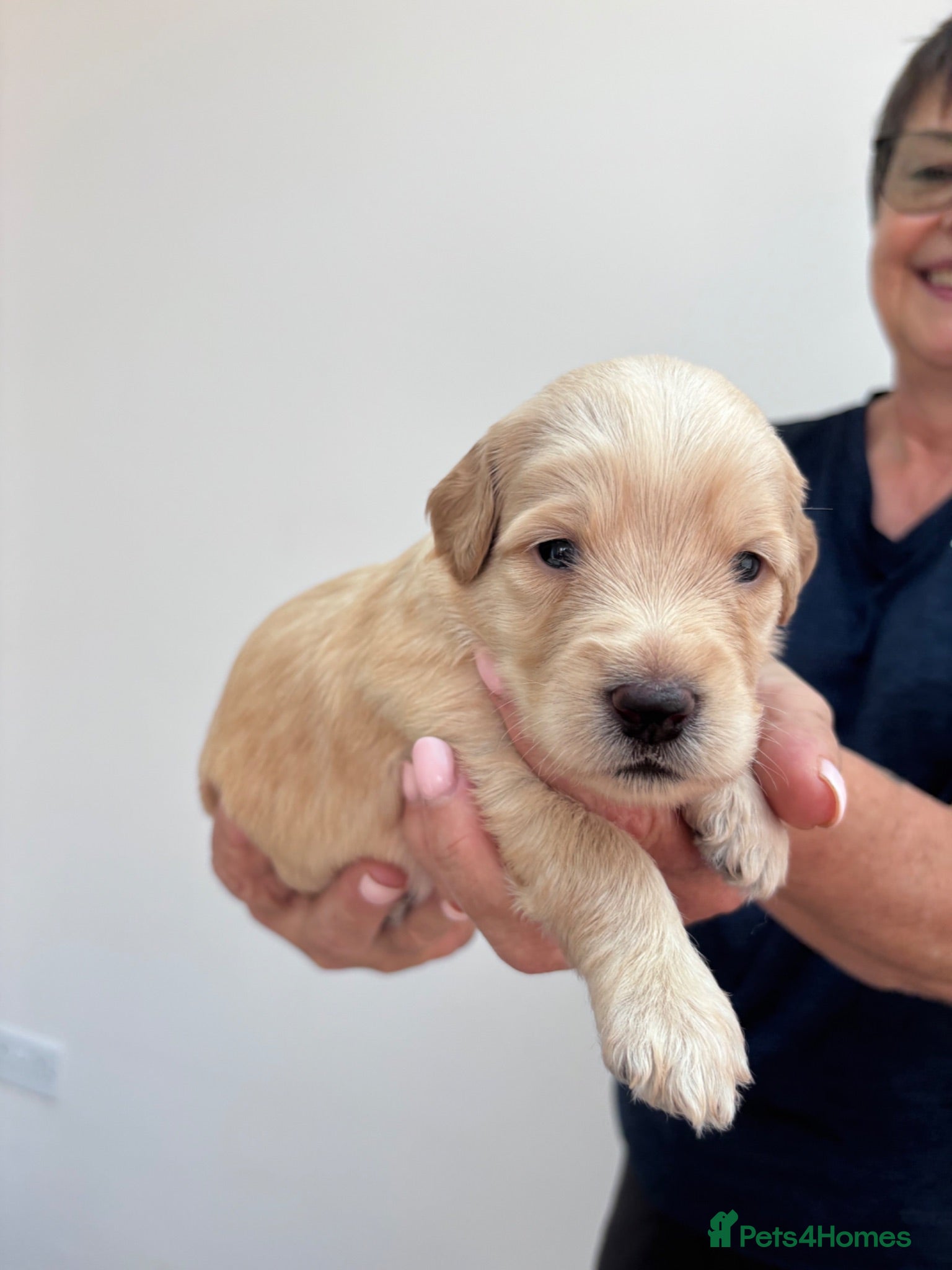 Mixed Breed dogs Gorgeous Ultimate Doodles - Advert 1