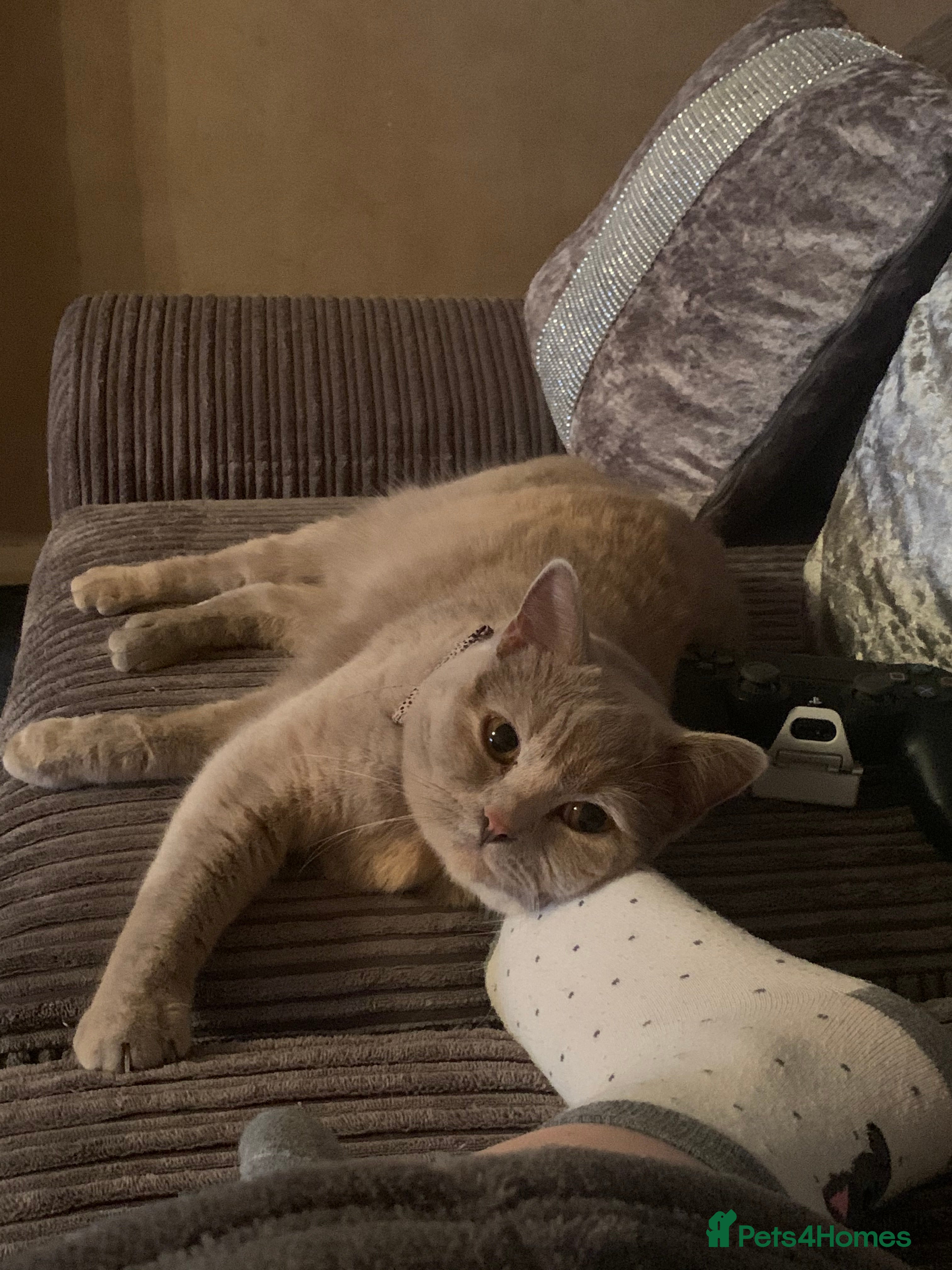 British Shorthair cats Beautiful British Shorthair - Advert 12