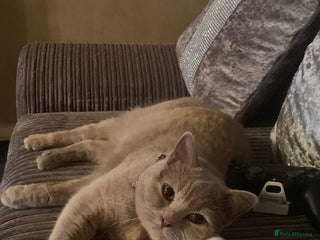 British Shorthair cats Beautiful British Shorthair - Advert 12