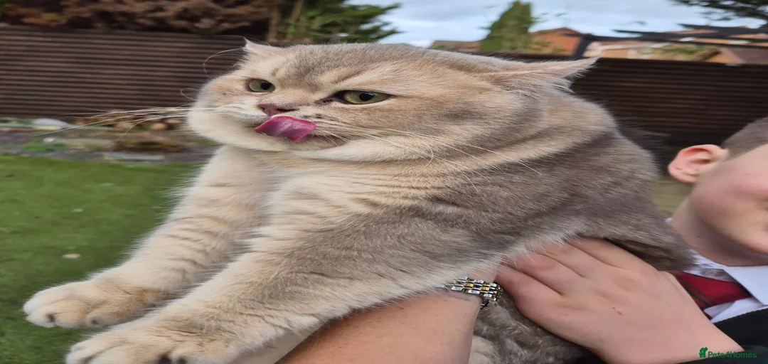 Gallery Image {{count}}