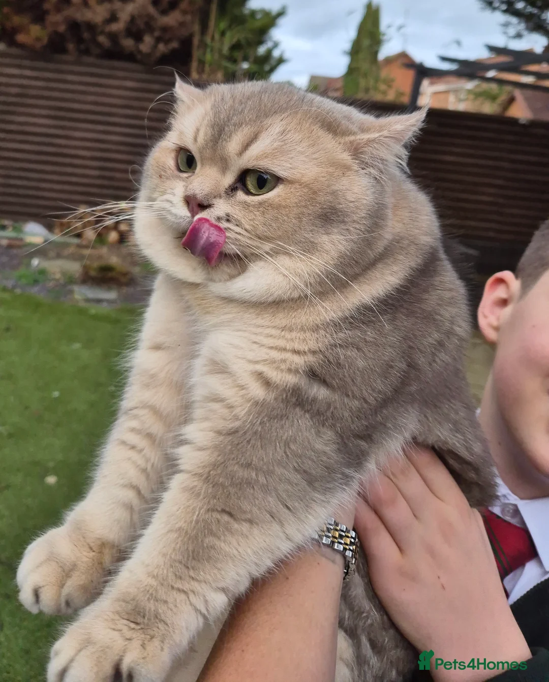 Gallery Image {{count}}