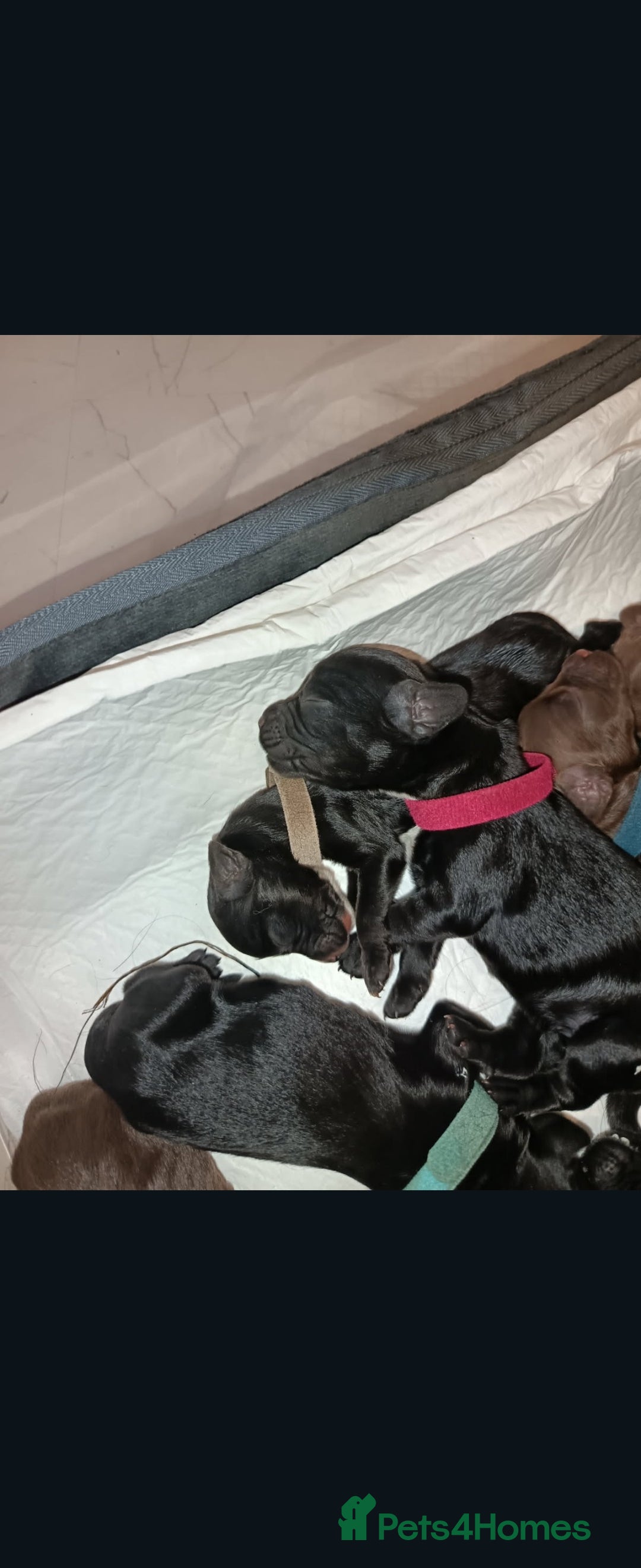 Cocker Spaniel dogs for sale: Cocker Spaniel Puppies (Leave December 1st🎄🐕💖) - Image 16