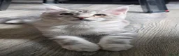 Maine Coon cats for sale: Stunning Maine coon kitten - Advert 5