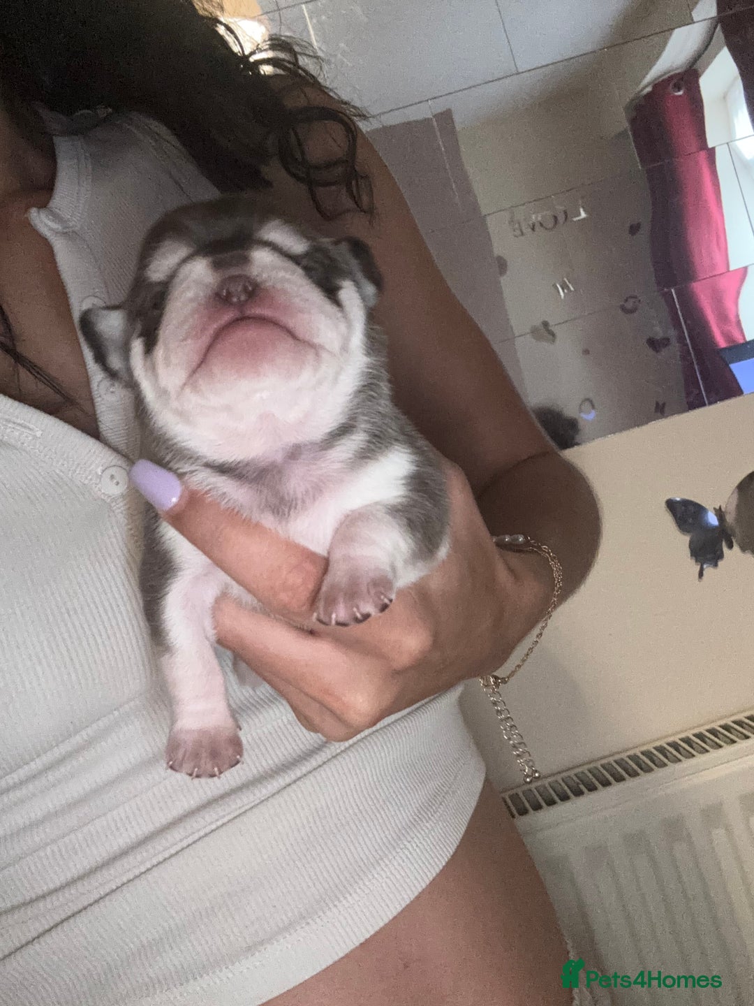 Pug dogs for sale: Beautiful kc registered Pug puppies - Image 26