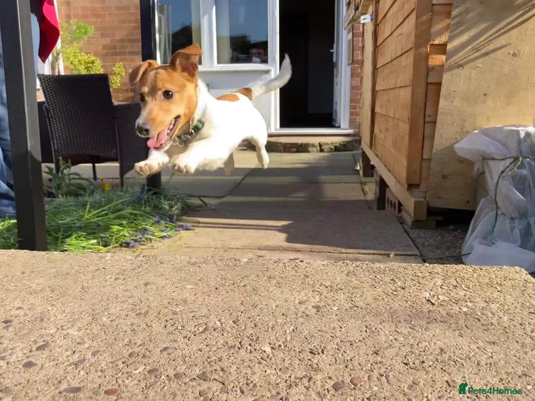 Jack Russell dogs for stud: Ronnie the jack russell for stud only.  in Stone - Advert 9