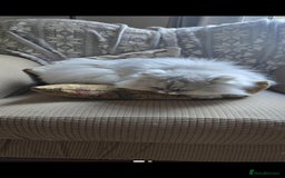 Persian cats for sale: Chinchilla Persian  - Image 4