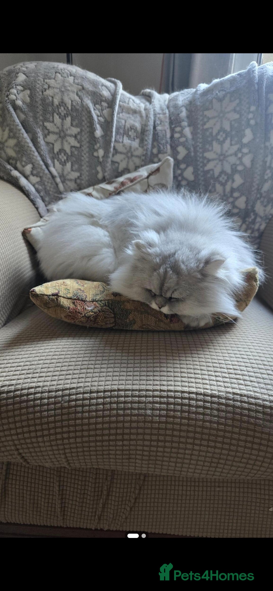 Persian cats for sale: Chinchilla Persian  - Image 4